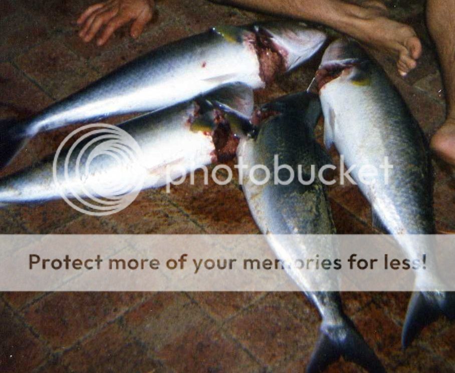 Peppermint grove beach salmon Fishing Fishing WA